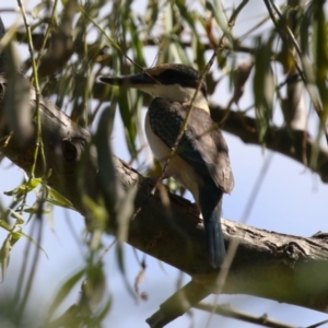 Todiramphus sanctus at Fyshwick, ACT - 31 Mar 2023 12:15 PM