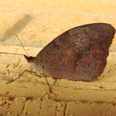 Heteronympha merope (Common Brown Butterfly) at Wanniassa, ACT - 1 Apr 2023 by JohnBundock