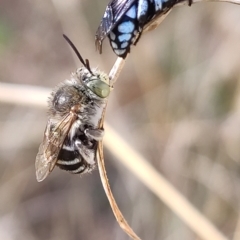 Amegilla sp. (genus) (Blue Banded Bee) at Higgins, ACT - 31 Mar 2023 by Untidy