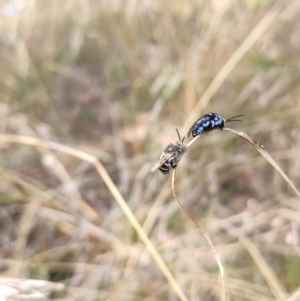 Amegilla sp. (genus) at Higgins, ACT - 1 Apr 2023 10:54 AM