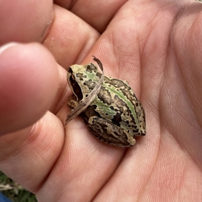 Litoria verreauxii verreauxii (Whistling Tree-frog) at Googong, NSW - 30 Mar 2023 by Wandiyali