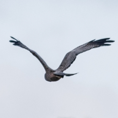 Circus assimilis (Spotted Harrier) at Molonglo Valley, ACT - 1 Apr 2023 by JohnHurrell