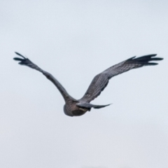 Circus assimilis (Spotted Harrier) at Molonglo River Reserve - 31 Mar 2023 by JohnHurrell