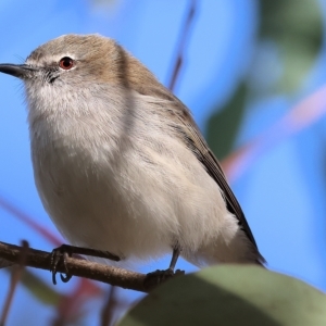 Gerygone fusca at Wodonga, VIC - 1 Apr 2023