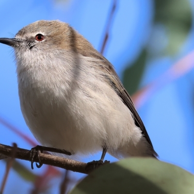 Gerygone fusca (Western Gerygone) at Wodonga, VIC - 31 Mar 2023 by KylieWaldon