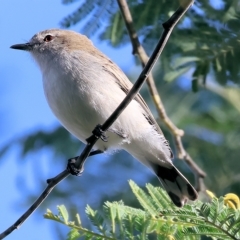 Gerygone fusca at Wodonga, VIC - 1 Apr 2023