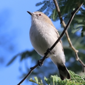 Gerygone fusca at Wodonga, VIC - 1 Apr 2023