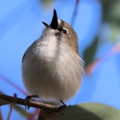 Gerygone fusca at Wodonga, VIC - 1 Apr 2023