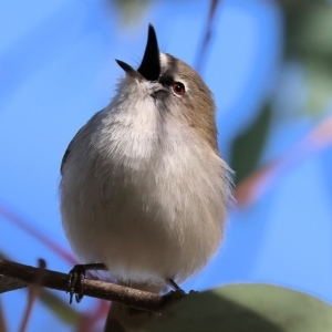 Gerygone fusca at Wodonga, VIC - 1 Apr 2023