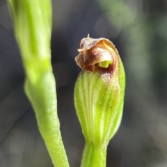 Speculantha rubescens (Blushing Tiny Greenhood) at Block 402 - 30 Mar 2023 by AJB