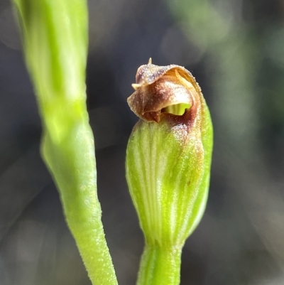Speculantha rubescens (Blushing Tiny Greenhood) at Piney Ridge - 30 Mar 2023 by AJB