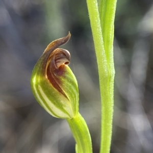 Speculantha rubescens at Molonglo Valley, ACT - 31 Mar 2023