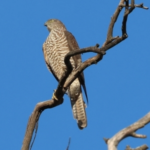 Accipiter cirrocephalus at Wodonga, VIC - 1 Apr 2023