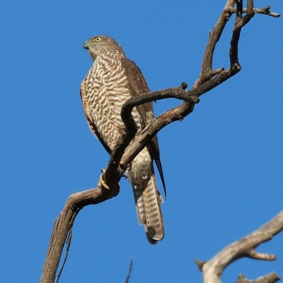 Accipiter cirrocephalus (Collared Sparrowhawk) at Wodonga - 31 Mar 2023 by KylieWaldon