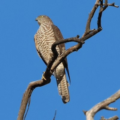 Tachyspiza cirrocephala (Collared Sparrowhawk) at Wodonga, VIC - 1 Apr 2023 by KylieWaldon