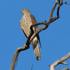 Accipiter cirrocephalus (Collared Sparrowhawk) at Wodonga - 31 Mar 2023 by KylieWaldon