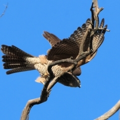 Accipiter cirrocephalus at Wodonga, VIC - 1 Apr 2023