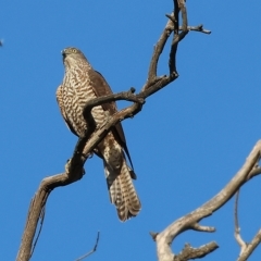 Accipiter cirrocephalus at Wodonga, VIC - 1 Apr 2023