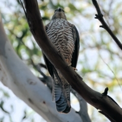 Accipiter cirrocephalus at Wodonga, VIC - 1 Apr 2023