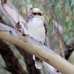 Dacelo novaeguineae (Laughing Kookaburra) at Jack Perry Reserve - 31 Mar 2023 by KylieWaldon