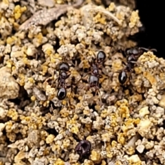 Monomorium sp. (genus) (A Monomorium ant) at Holt, ACT - 1 Apr 2023 by trevorpreston