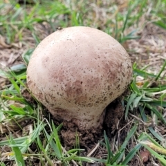 Calvatia sp. (a puffball ) at Holt, ACT - 1 Apr 2023 by trevorpreston