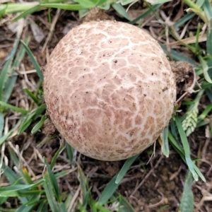 Calvatia sp. at Holt, ACT - 1 Apr 2023 03:39 PM