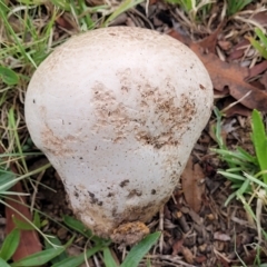 Calvatia sp. at Holt, ACT - 1 Apr 2023 03:39 PM