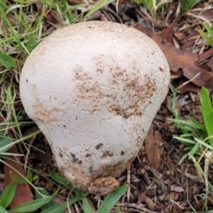 Calvatia sp. at Holt, ACT - 1 Apr 2023 03:39 PM