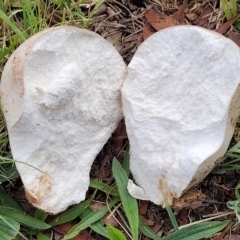 Calvatia sp. at Holt, ACT - 1 Apr 2023 03:39 PM