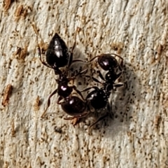 Crematogaster sp. (genus) (Acrobat ant, Cocktail ant) at Holt, ACT - 1 Apr 2023 by trevorpreston