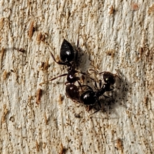 Crematogaster sp. (genus) at Holt, ACT - 1 Apr 2023 03:48 PM