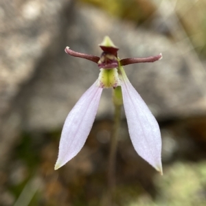 Eriochilus cucullatus at Stromlo, ACT - 28 Mar 2023