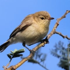 Gerygone fusca (Western Gerygone) at Wodonga - 31 Mar 2023 by KylieWaldon