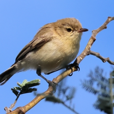 Gerygone fusca (Western Gerygone) at Wodonga, VIC - 31 Mar 2023 by KylieWaldon