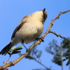 Gerygone fusca at Wodonga, VIC - 1 Apr 2023 09:38 AM