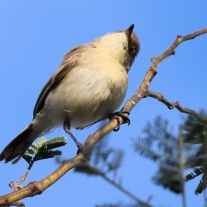 Gerygone fusca at Wodonga, VIC - 1 Apr 2023 09:38 AM