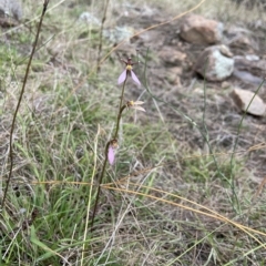 Eriochilus cucullatus at Stromlo, ACT - 28 Mar 2023