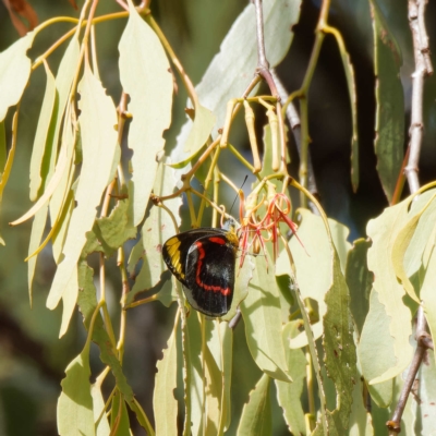 Delias nigrina (Black Jezebel) at Mount Ainslie - 1 Apr 2023 by DPRees125