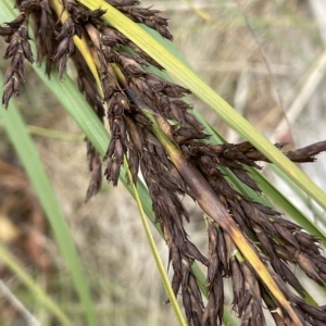 Gahnia subaequiglumis at Tennent, ACT - 31 Mar 2023