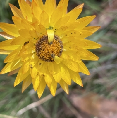 Xerochrysum subundulatum (Alpine Everlasting) at Tennent, ACT - 31 Mar 2023 by JaneR