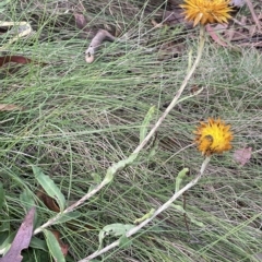 Xerochrysum subundulatum at Tennent, ACT - 31 Mar 2023 03:30 PM