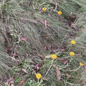 Xerochrysum subundulatum at Tennent, ACT - 31 Mar 2023 03:30 PM