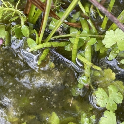 Lilaeopsis polyantha (Lilaeopsis) at Tennent, ACT - 31 Mar 2023 by JaneR