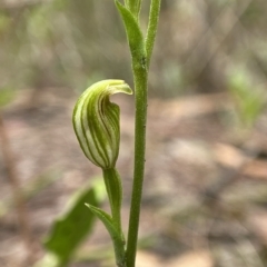 Speculantha parviflora (Tiny Greenhood) at Gundary, NSW - 29 Mar 2023 by AJB