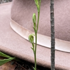 Speculantha parviflora at Gundary, NSW - 30 Mar 2023