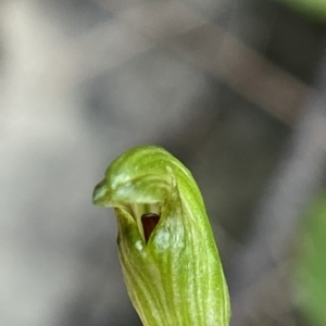 Speculantha parviflora at Gundary, NSW - suppressed