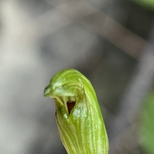 Speculantha parviflora at suppressed - 30 Mar 2023
