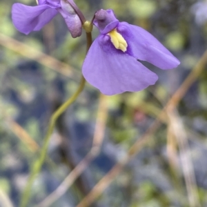 Utricularia dichotoma at Tennent, ACT - 31 Mar 2023