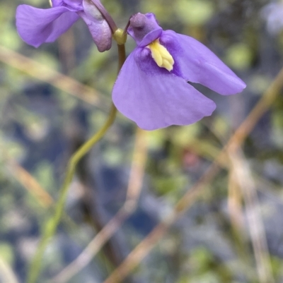 Utricularia dichotoma (Fairy Aprons, Purple Bladderwort) at Tennent, ACT - 31 Mar 2023 by JaneR